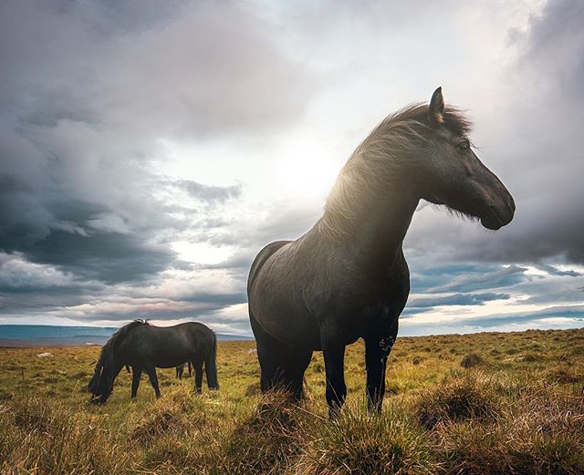 Two dark horses graze in a field under a cloudy sky, evoking a sense of tranquility and natural beauty.