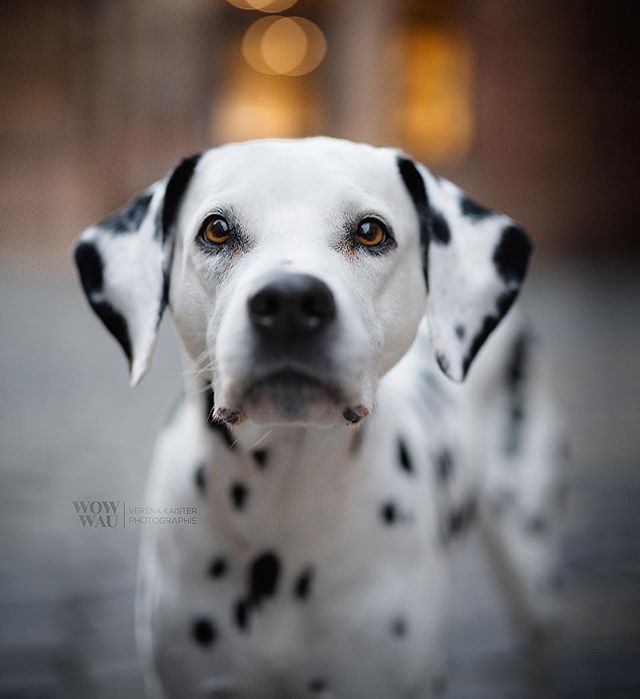 A close-up of a Dalmatian dog with soft, natural lighting on a blurred city street background.