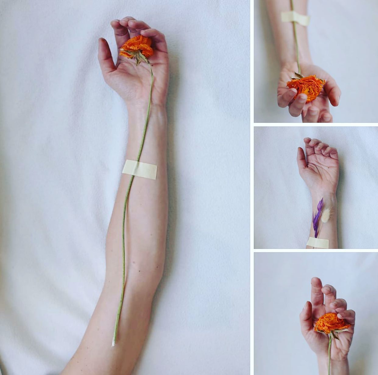 A dried orange flower is taped to an arm, on a white background for a conceptual or editorial design, still life art.