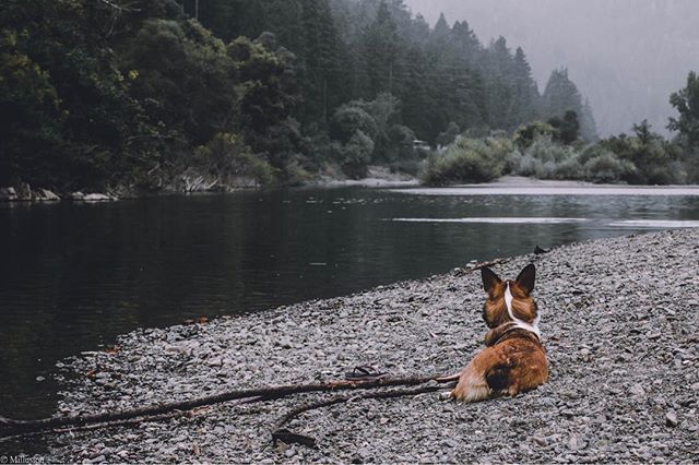 A dog sits peacefully by a river, enjoying the natural scenery and calm atmosphere of the forest.
