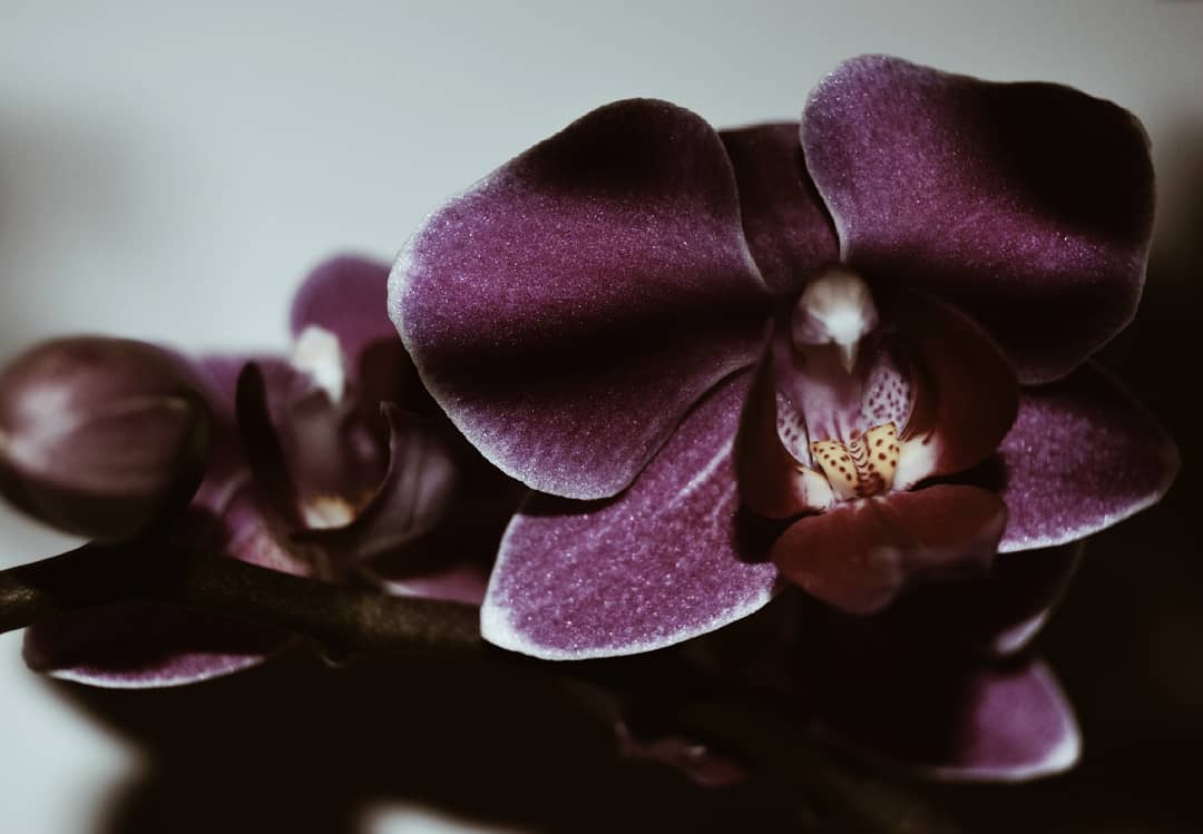 A close-up of a velvety purple orchid bloom with intricate details, creating a dreamy and elegant visual.