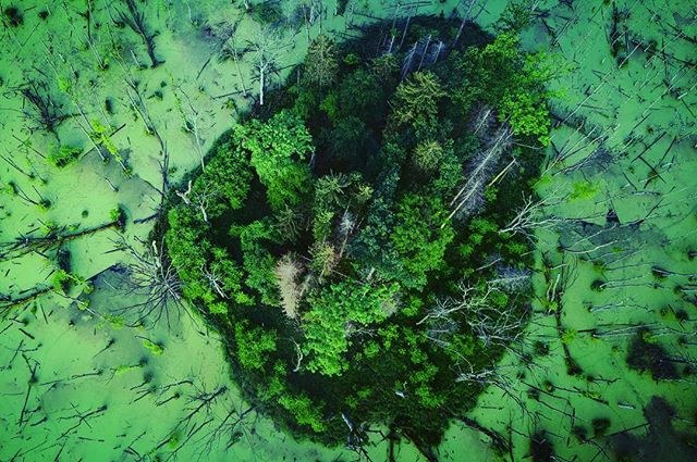 Aerial view of a small island covered with trees surrounded by green swamp water creating a tranquil natural scene.