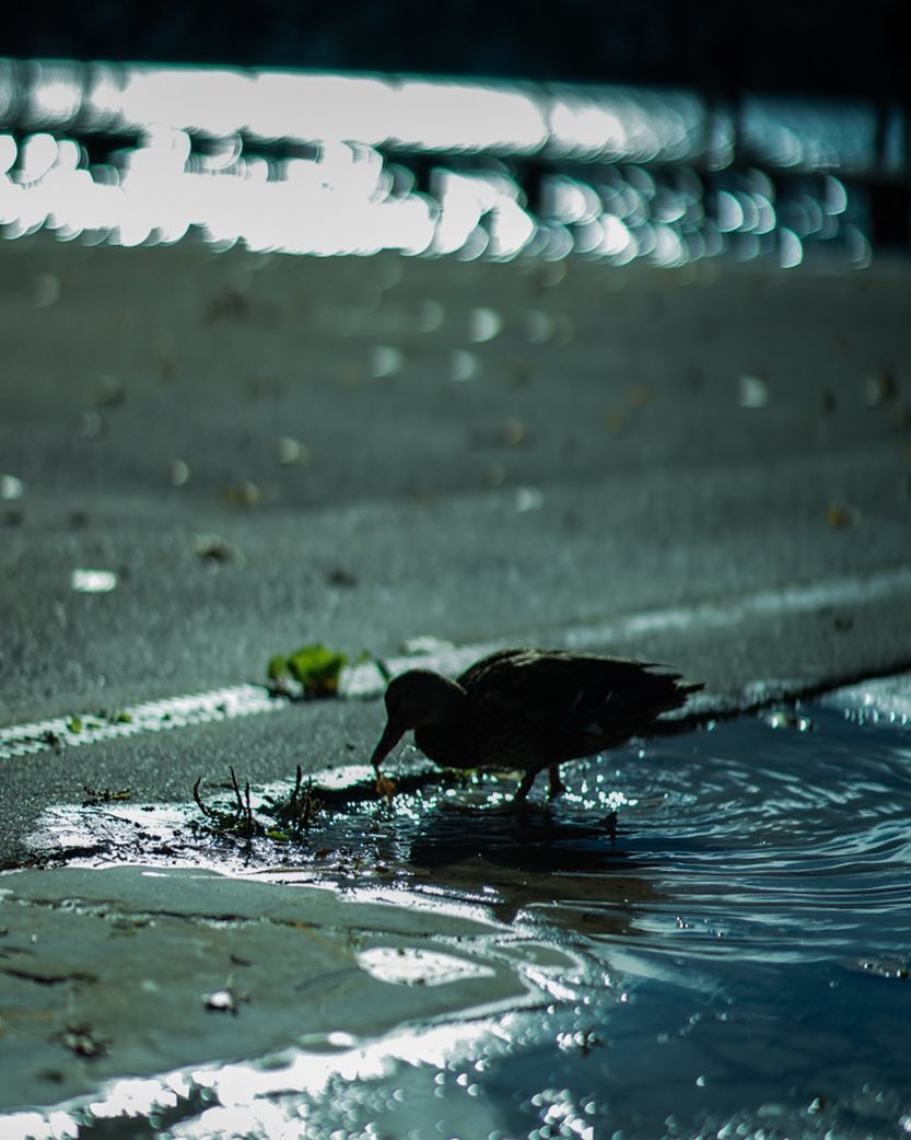A duck drinks from a puddle on a city street, with bokeh from reflected light providing a soft, blurred background.