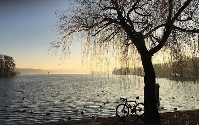 A bicycle rests by a willow tree on the tranquil lake shore at sunset.