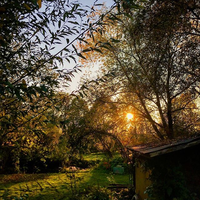 Golden sunlight streams through trees illuminating a peaceful garden landscape with a small shed. Serene outdoor scene.