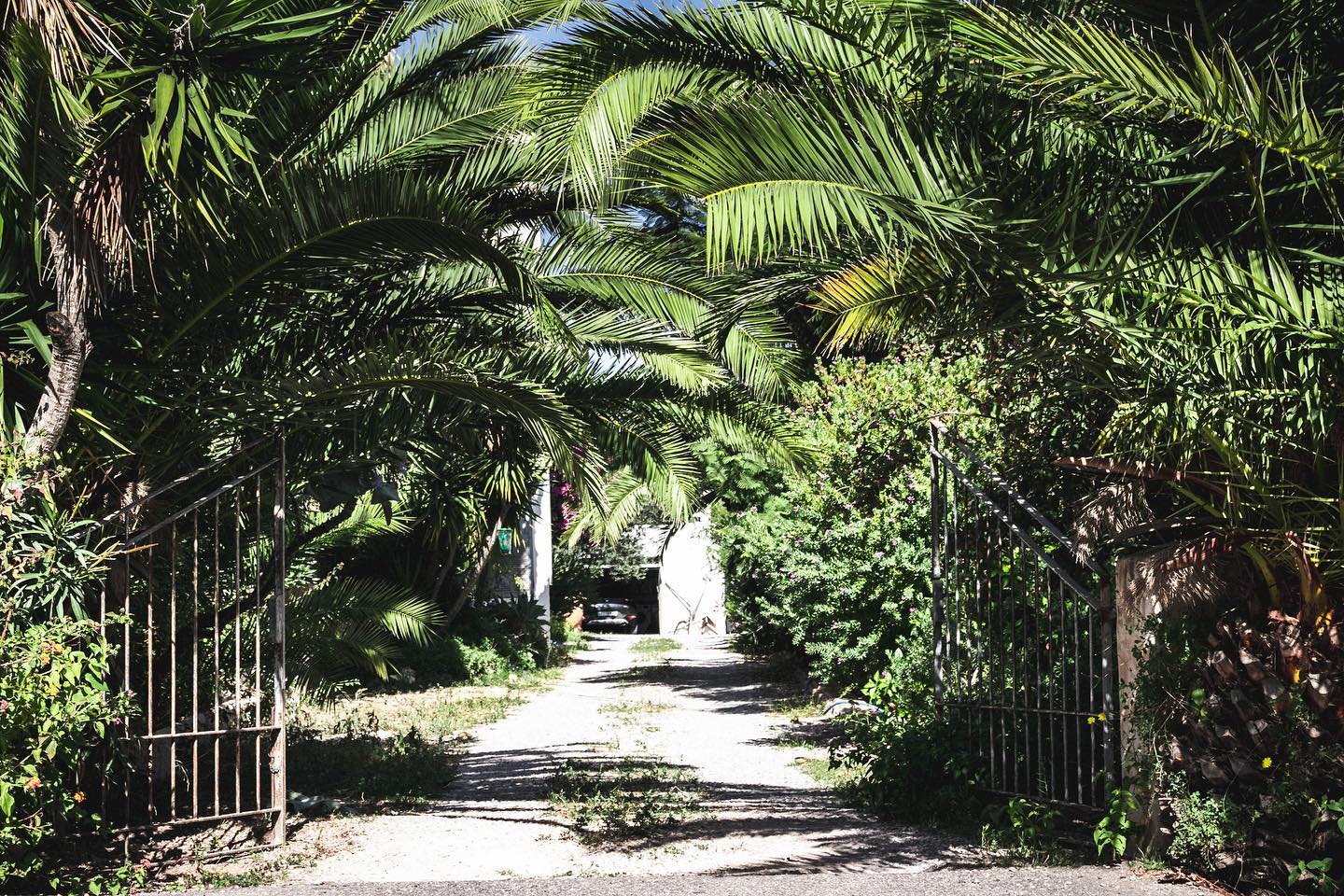 A driveway framed by lush palm trees leads through an open gate, creating a tranquil and inviting scene.
