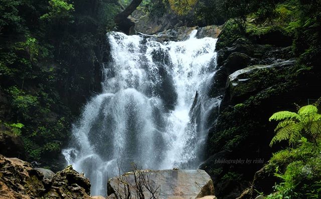 A scenic waterfall tumbles down rocks surrounded by lush green vegetation in a tranquil forest setting.