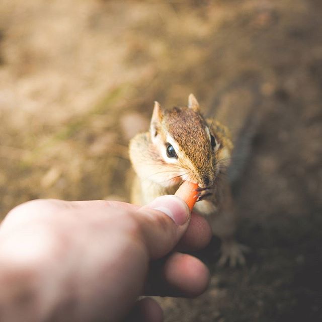 A person feeds a small carrot to a cute chipmunk in a close-up, heartwarming scene.