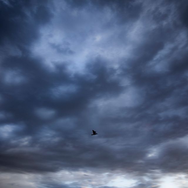 A bird soars through a cloudy sky creating a serene and moody atmosphere.