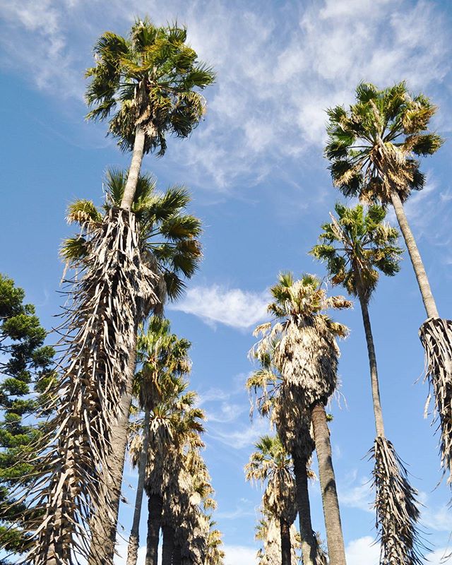 A low angle shot of tall palm trees reaching into a partly cloudy blue sky, creating a peaceful tropical scene.