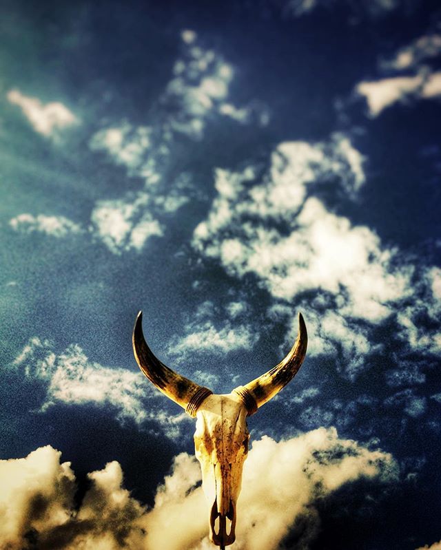 A bull skull stands out against a cloudy sky, creating a dramatic and evocative image.