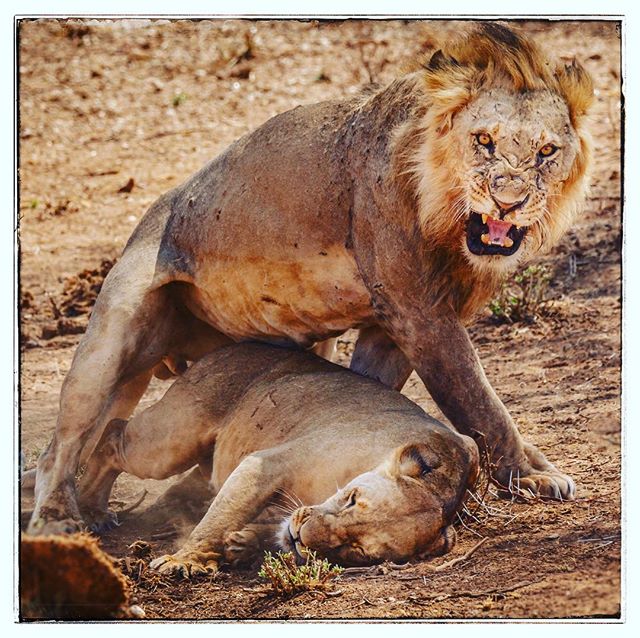 A male lion appears to be protecting a lioness, displaying an intense and protective stance in the African savanna.