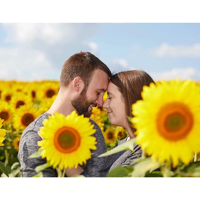 A couple shares a tender moment surrounded by vibrant sunflowers in a sun-drenched field.