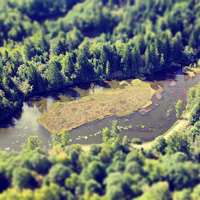 Aerial view showcasing a lush forest and river with a small island, in a tranquil natural setting.