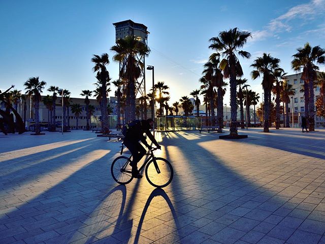 A cyclist rides through a city square lined with palm trees, silhouetted by the setting sun.