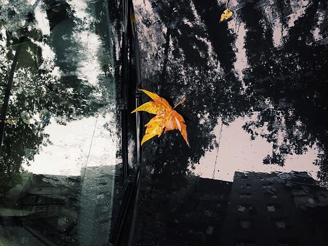 A vibrant autumn leaf rests on a car hood, reflecting the city in the wet surface.