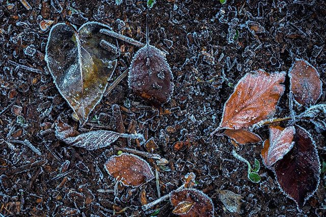 Frosty leaves on the ground create a serene autumn scene, perfect for adding a natural and calming touch.