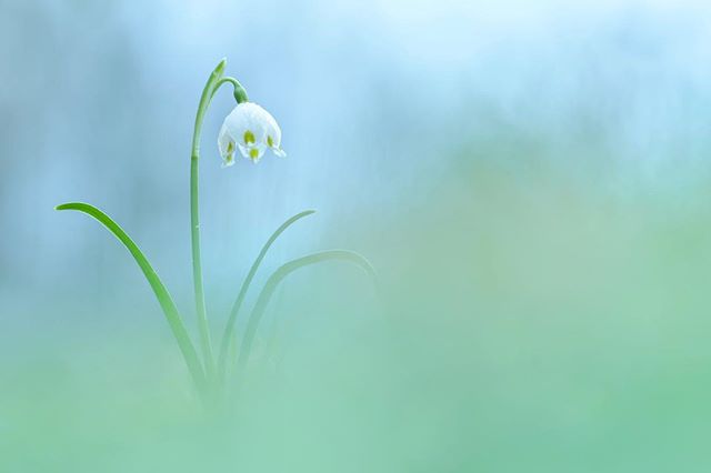 A delicate snowdrop flower stands out against a soft, dreamy background in this serene nature shot.