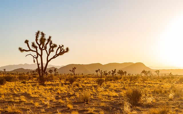 Golden light bathes a desert landscape with Joshua Trees and distant mountains, showcasing a serene natural scene.