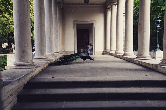 A peacock walks on a terrace lined with columns, offering a glimpse into history and serene beauty.