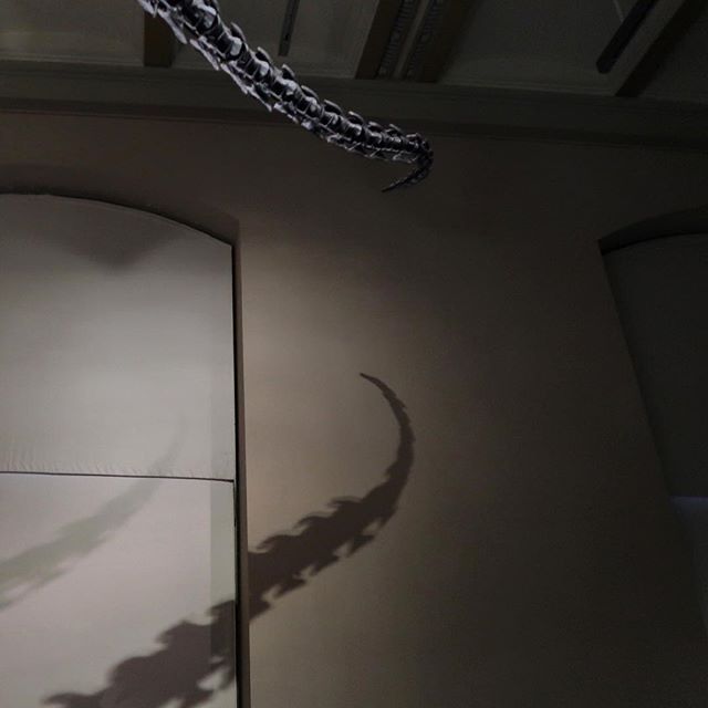 A vertebrae sculpture projects a shadow, resembling a dinosaur's tail, on a neutral wall in an indoor setting.