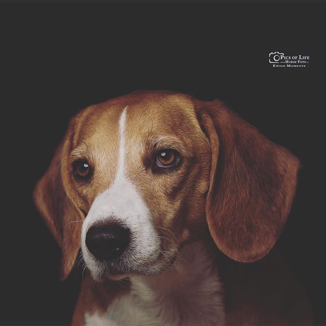 A beautiful beagle dog portrait with a soft and calming expression.