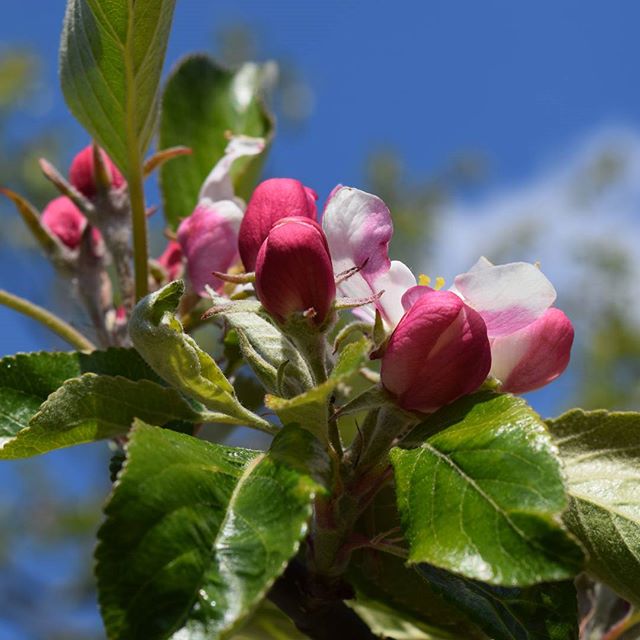 Close-up of apple blossom buds and flowers against a blue sky. Symbolizes spring and renewal.