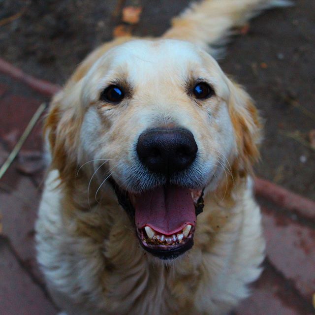 A golden retriever dog looks directly at the camera with a cheerful expression.