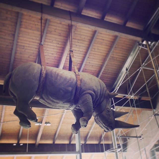 A rhino statue is suspended from the ceiling in an indoor exhibit, offering a unique view of the animal.