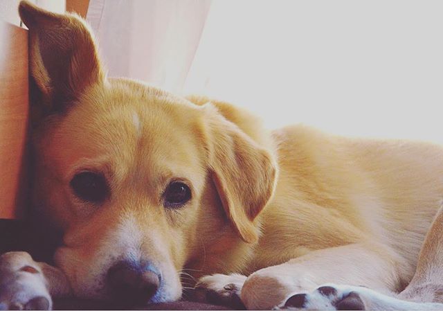 A cute labrador puppy is lying down indoors, looking relaxed and content. The soft lighting creates a dreamy and tender atmosphere.