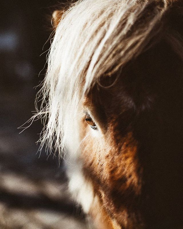 Close-up of a horse with a blonde mane, bathed in warm light for a serene and intimate feel.