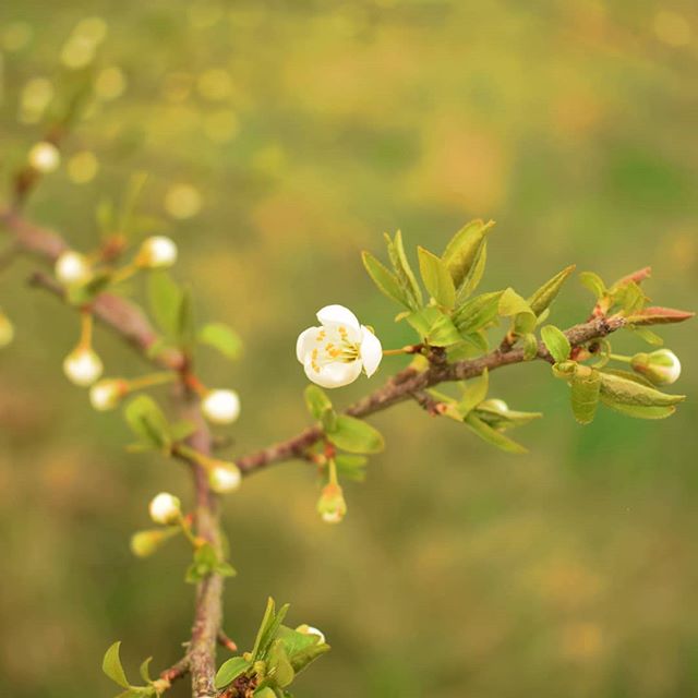 A delicate white flower blooms on a branch with green leaves, showcasing the beauty of nature in spring.