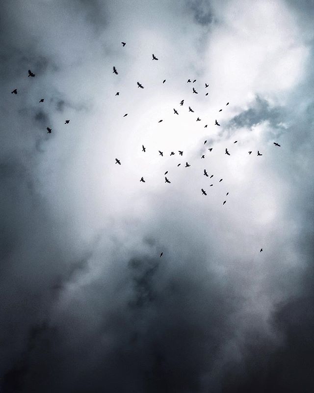 A flock of birds fly through a cloudy sky.  Moody and atmospheric, this image represents themes of freedom and nature.