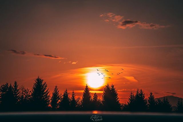 Scenic sunset with silhouetted trees and birds flying in the sky. Warm and tranquil nature scene.