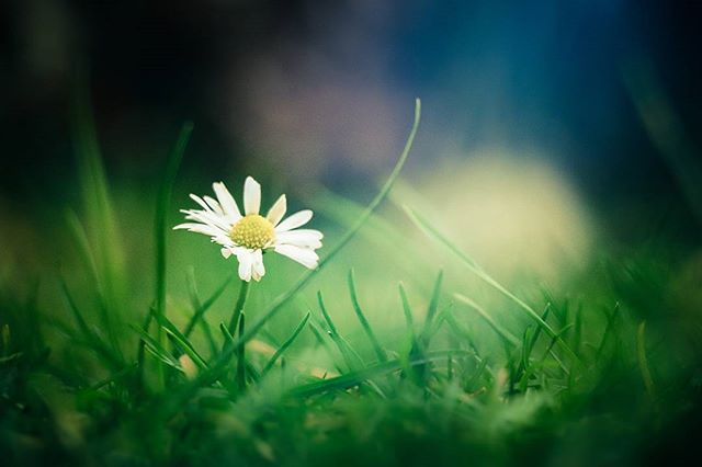 A serene close-up of a daisy in a field of green grass, bathed in soft, warm light.