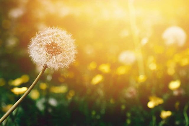 A fluffy dandelion seed head glows in the sunlight, set against a soft, blurred field.