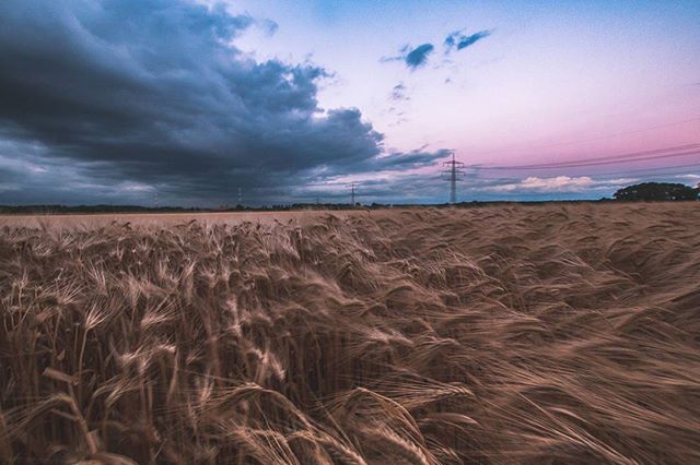 A wheat field sways under a dramatic sky with power lines crossing the horizon, evoking tranquility.