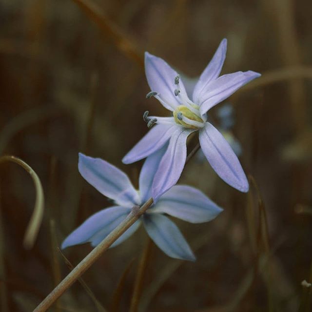 Two delicate blue scilla flowers with a soft, dreamy aesthetic. Perfect for spring designs and nature themes.