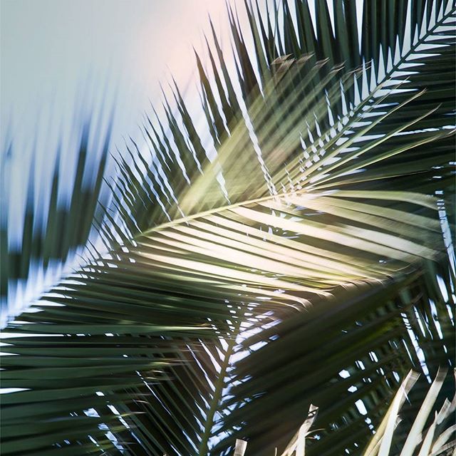 A close-up of tropical palm leaves against a soft sky, conveying tranquility for travel or nature-themed content.