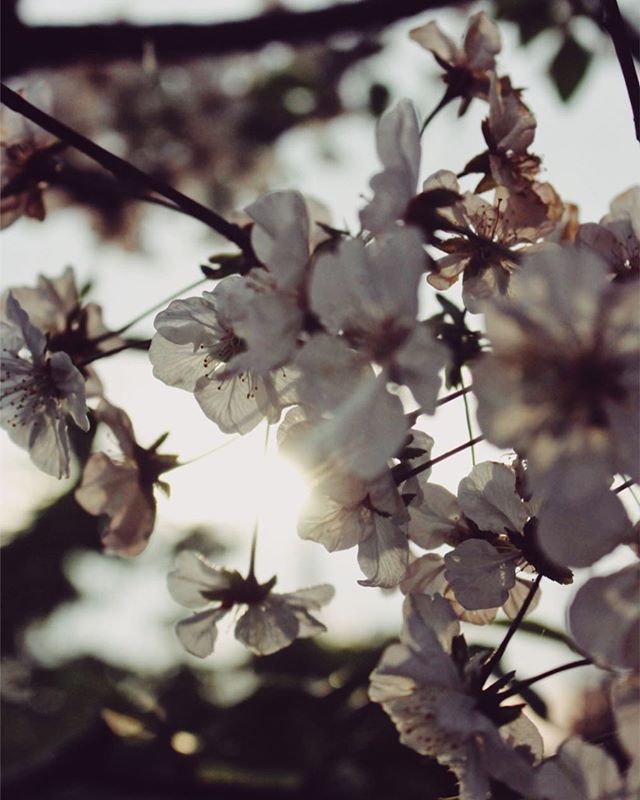 Delicate cherry blossoms in soft light create a serene and dreamy spring image.