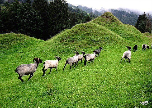 A herd of sheep graze on a lush green hillside pasture in a scenic rural setting.