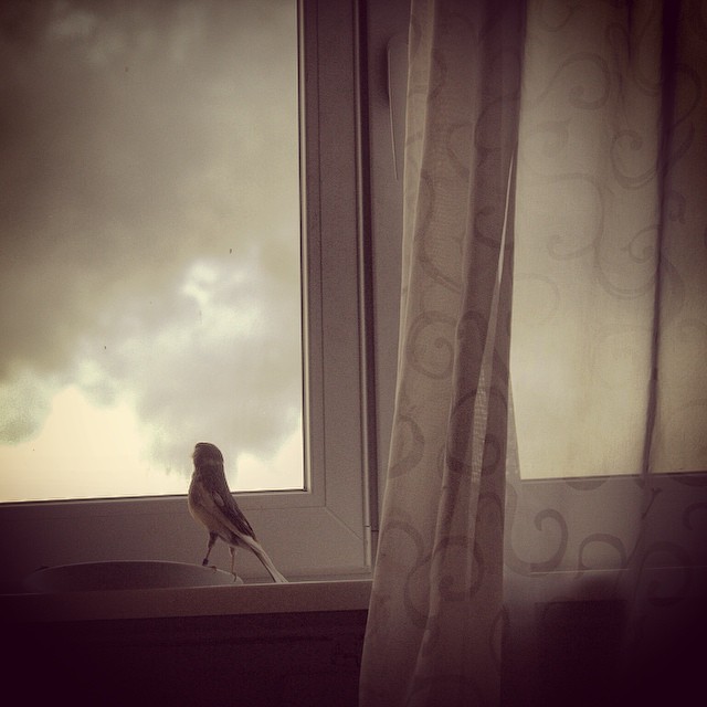 A small bird sits on a window sill, looking out at the cloudy sky, next to a patterned curtain.