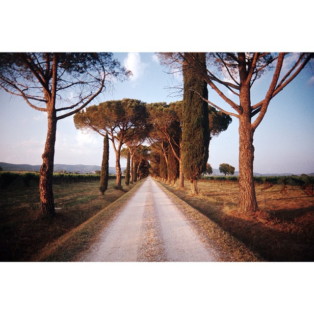 A dirt road lined with trees in the countryside, offering a peaceful and scenic view of rural Tuscany.