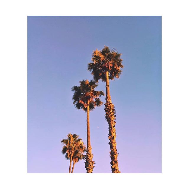 Three palm trees silhouetted against a clear blue sky create a serene and calming tropical scene.