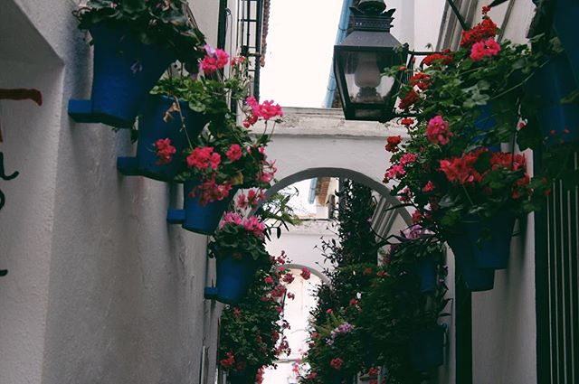 Charming alleyway with vibrant flower pots adorning white walls creating a picturesque scene.