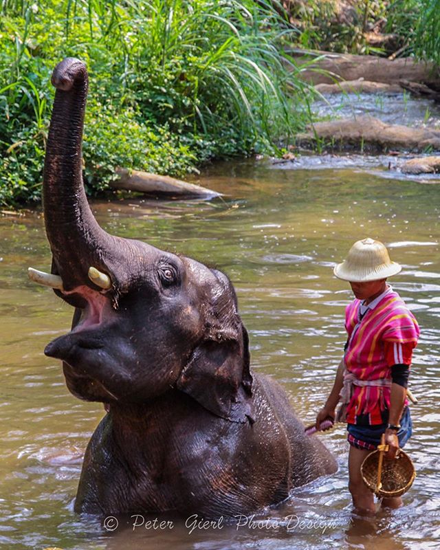 An elephant enjoys a refreshing bath in a river with its caretaker, surrounded by lush greenery.