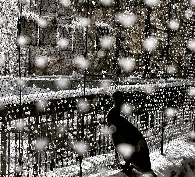 A bird sits in the snow behind a fence during a winter day, creating a tranquil and slightly mysterious scene.