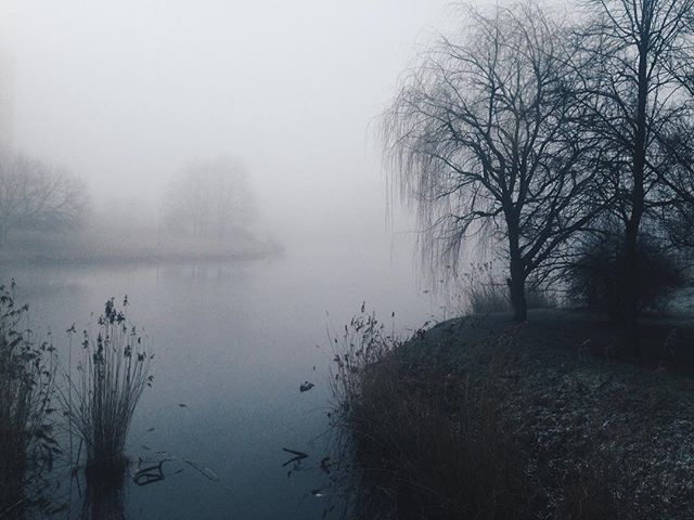 A tranquil scene with a misty lake surrounded by trees, creating a serene and atmospheric landscape.
