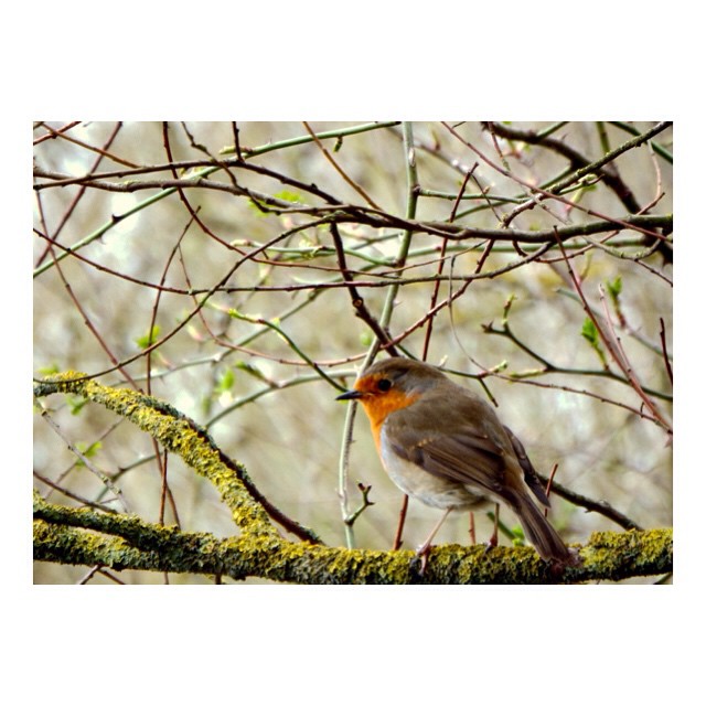 A robin sits perched on a lichen covered branch among other bare branches in soft natural light.
