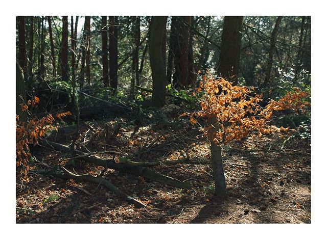 A peaceful forest scene with sunlight filtering through the trees and highlighting a small sapling.